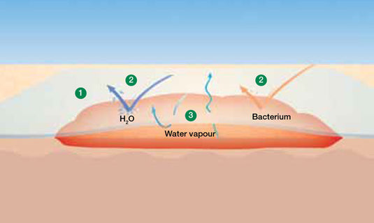 Lohmann & Rauscher Suprasorb® F Transparent Film Dressing
